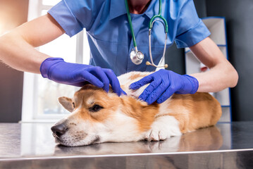 Veterinarian examines the ears of a sick Corgi dog