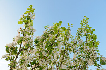 Blooming branches of an Apple tree against the blue sky