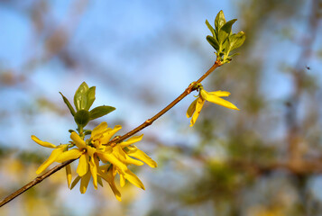 Die wunderschönen gelben Blüten einer Forsythie im Frühjahr.