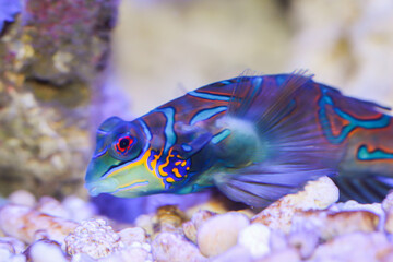 Portrait eines Mandarienfisches im Meerwasser Aquarium.