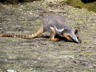 wallaby