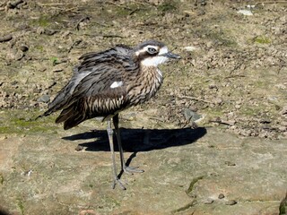 oiseau