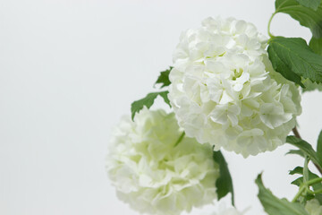 White flowers on a white background. Delicate white flowers on a light background. Spring flowers