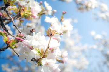 Fototapeta na wymiar Beautiful colorful fresh spring flowers with clear blue sky. Cherry blossom bright pastel white and pink colors, summer and spring background full bloom close up