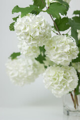 White flowers on a white background. Delicate white flowers on a light background. Spring flowers