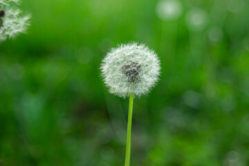 Dandelion on a background of grass. A living plant. Pure nature