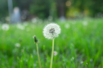 Dandelion on a background of grass. A living plant. Pure nature