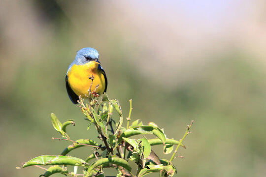 Tropical Parula (Setophaga pitiayumi) perched on top of a green branch under a greenish background