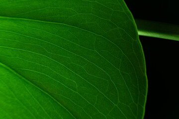 マクロで撮影したクローズアップした葉脈