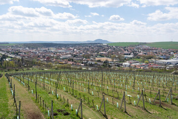Fototapeta na wymiar wine field closeup spring view vineyard winery valley farming summer blue sky