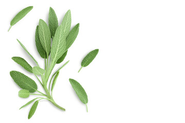 Obraz premium fresh sage herb isolated on white background with clipping path and full depth of field, Top view with copy space for your text. Flat lay