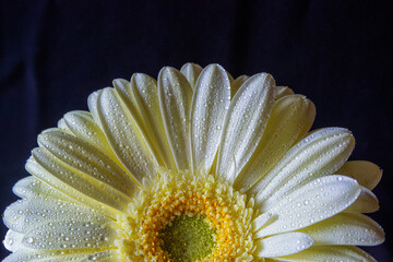 Yellow gerbera with water drops on a black background