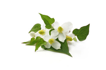 flower of houttuynia on a white background