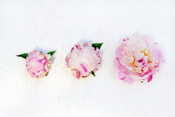 pink peonies on white wooden board, copy space