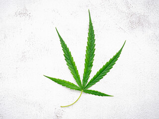 Fresh cannabis leaves  set up on white concrete background.