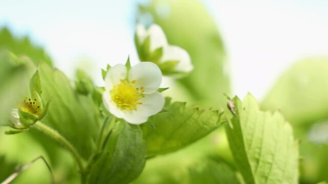Small white strawberry flowers in the garden