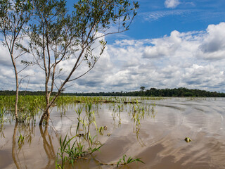 Plant, South America © Mirek