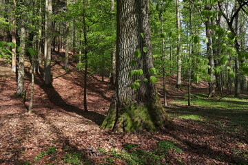 Baum, Wald, Eiche, Mystik, Baumstamm