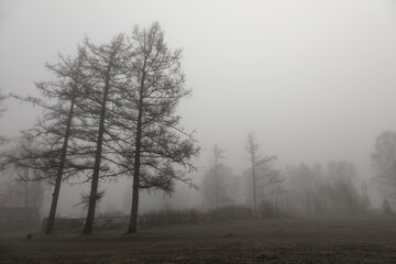 Gray misty morning. Trees in the fog. Silent Hill. Mystical natural landscape.