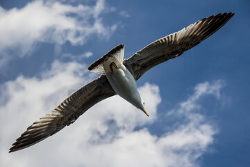 An Opened wings seagull flying over the Bosphorus in Istanbul - Turkey ( With sharp feathers seen from the bottom )