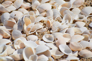 海岸に打ち上がったたくさんの貝殻
