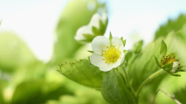 Small white strawberry flowers in the garden