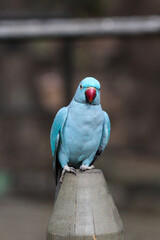 blauer Papagei
