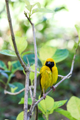 yellow billed hornbill