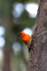 cardinal on a branch