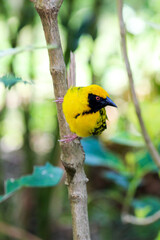 yellow wagtail on a branch
