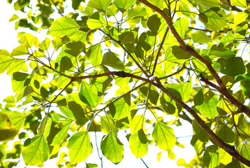 新緑の木漏れ日