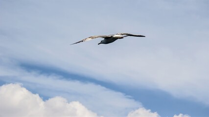 A beautiful seagull flying high on the Bosphorus in Istanbul - Turkey