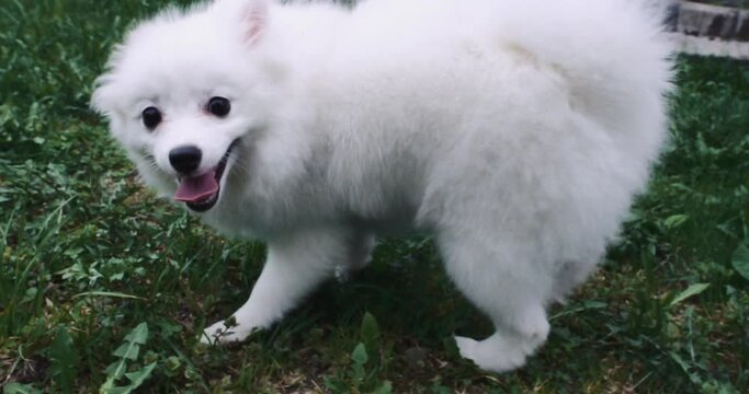 Dog spitz. White fluffy spitz runs on the green grass. A domestic little dog of the Spitz breed. Dog on a leash, caring for pets
