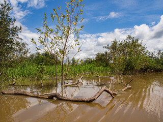 Plant, South America © Mirek