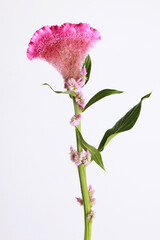 Pink exotic flower on white background
