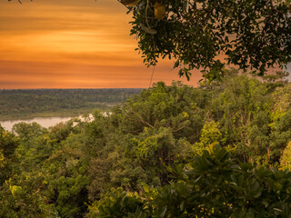 Plant, South America