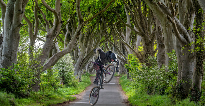 Irland Dark Hedges BAumallee