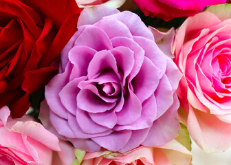 Beautiful still life of vibrant roses.