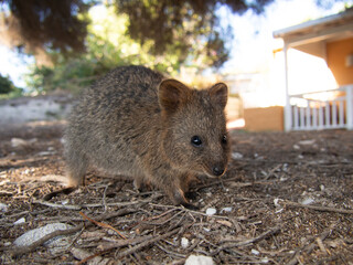 野生のクオッカワラビー　パースのロットネストアイランドにて