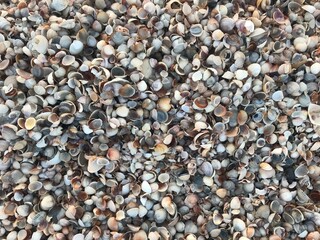 Amazing shells natural background. Perfect summer background concept. Shells natural mix on the coastline. Many shells close up, design concept.