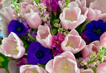 spring melody concept, amazing spring flowers colorful tulips close up, spring is here concept, brightness