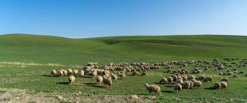 Pastoral landscape in green Kahetia fields