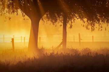sunrise in the fog