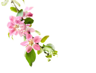 Blossoming pink apple branch . Spring element of banner, border with copy space.
