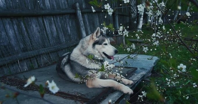 The dog of the husky breed, lies on the flooring. A dog with blue eyes. A pet, man's best friend. Husky black and white coloring