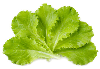 Lettuce leaves close-up on a white background. Top view.