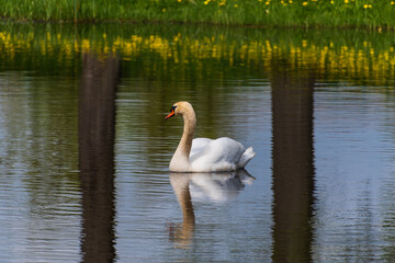 A white swan in the water. A reflection of two trees in the water. Yellow dandelions..