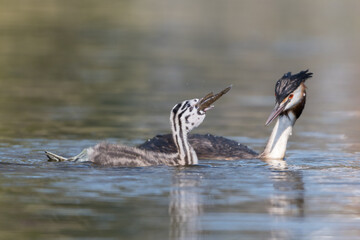 Great crested grebe (Podiceps cristatus) feeds its young a fish.

The parents of four young grebes take good care of them! They regularly bring a fish.

Photographed in the Netherlands.
