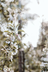 Apfelbaumblüte Frühling