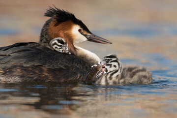 Great crested grebe (Podiceps cristatus) feeds its young a fish.

The parents of four young grebes take good care of them! They regularly bring a fish.

Photographed in the Netherlands.